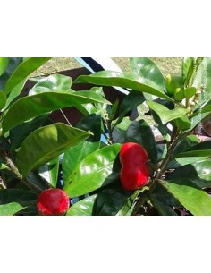 Cat Eggs (Thevetia ahouai)... 2