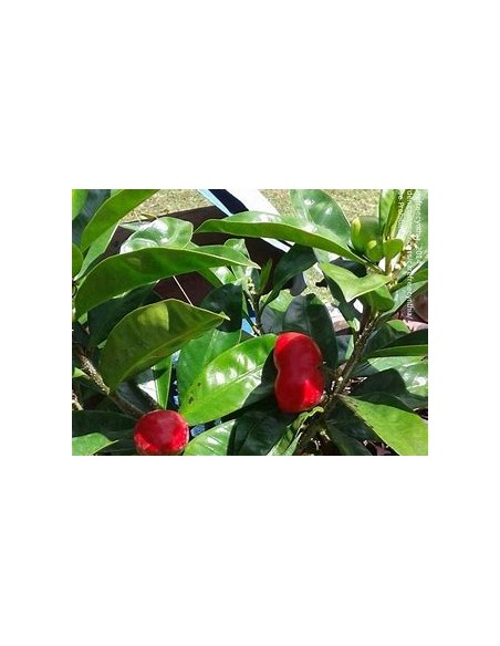 Huevos de gato (Thevetia ahouai) - 1 Arbolito en Venta en Mexico - Vivero por internet