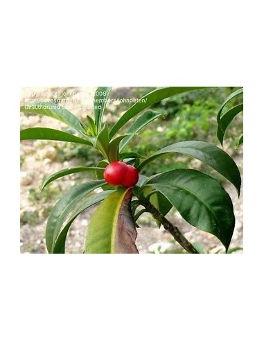 Cat Eggs (Thevetia ahouai) - 1 Sapling for Sale...