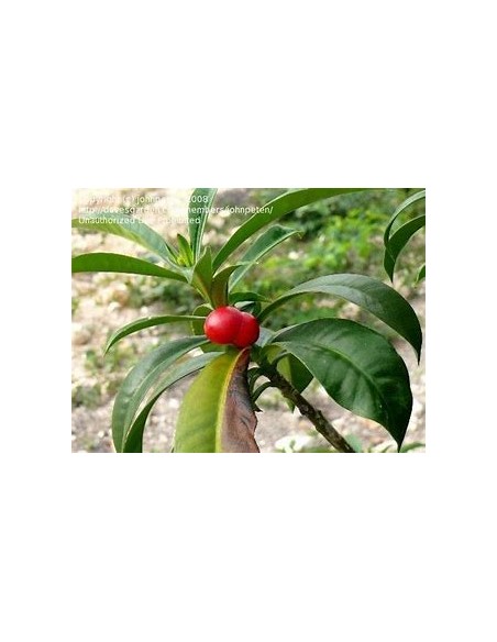 Cat Eggs (Thevetia ahouai) - 1 Sapling for Sale in Mexico - Nursery online