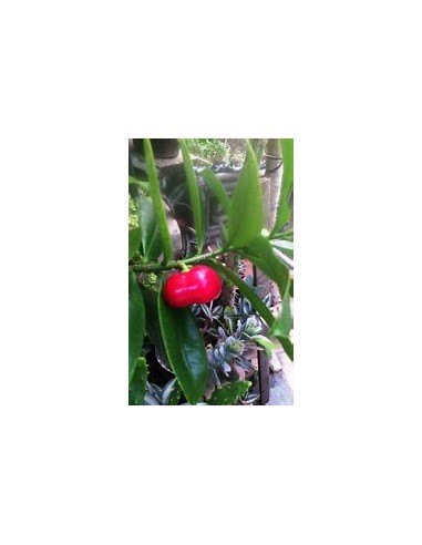 Cat Eggs (Thevetia ahouai) - 1 Sapling for Sale...