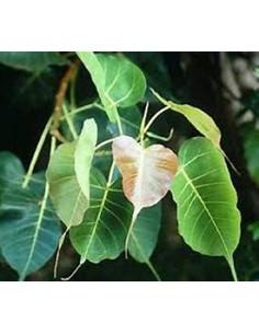 Ficus religiosa - 1...