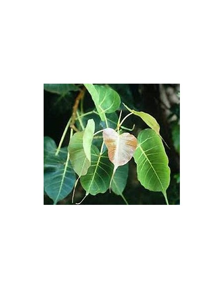 Ficus religiosa - 1 Tree for Sale in Mexico - Online Nursery