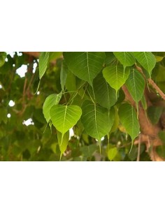 Ficus religiosa - 1... 2