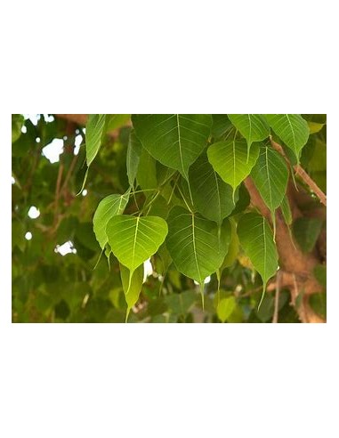 Ficus religiosa - 1 Tree for Sale in Mexico -...