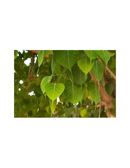 Ficus religiosa - 1 Tree for Sale in Mexico - Online Nursery