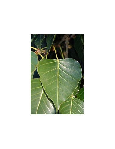 Ficus religiosa - 1 Tree for Sale in Mexico -...
