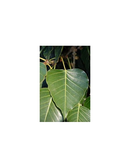 Ficus religiosa - 1 Arbolito en Venta en Mexico - Vivero por internet