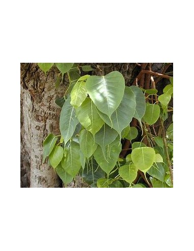 Ficus religiosa - 1 Tree for Sale in Mexico -...
