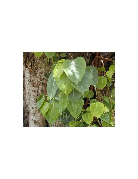 Ficus religiosa - 1 Tree for Sale in Mexico - Online Nursery