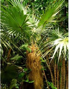 Old Palm (Coccothrinax... 2