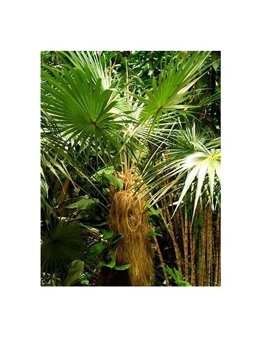 Old Palm (Coccothrinax crinita) - 1 Palm for...