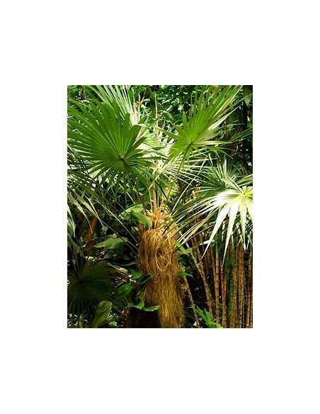 Old Palm (Coccothrinax crinita) - 1 Palm for Sale in Mexico - Online Nursery