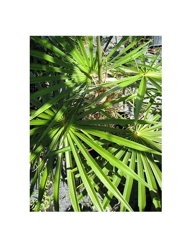 Palma viejito (Coccothrinax crinita) - 1 Palma...