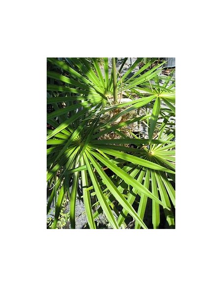 Palma viejito (Coccothrinax crinita) - 1 Palma en Venta en Mexico - Vivero por internet
