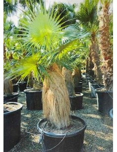 Old Palm (Coccothrinax...