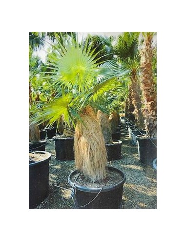 Old Palm (Coccothrinax crinita) - 1 Palm for Sale in Mexico - Online Nursery