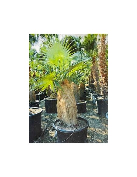 Palma viejito (Coccothrinax crinita) - 1 Palma en Venta en Mexico - Vivero por internet