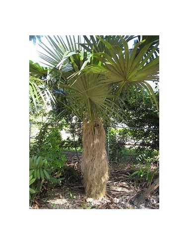 Old Palm (Coccothrinax crinita) - 1 Palm for...