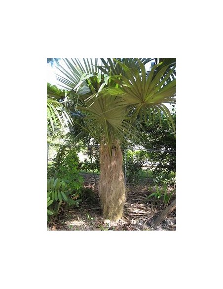 Old Palm (Coccothrinax crinita) - 1 Palm for Sale in Mexico - Online Nursery