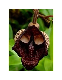 Aristolochia salvadorensis...