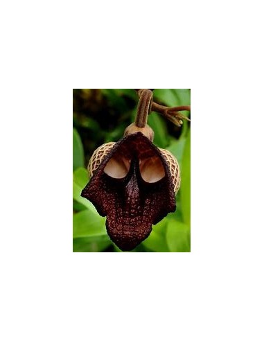 Aristolochia salvadorensis (darth vader flor) - 1 Arbolito en Venta en Mexico - Vivero por internet