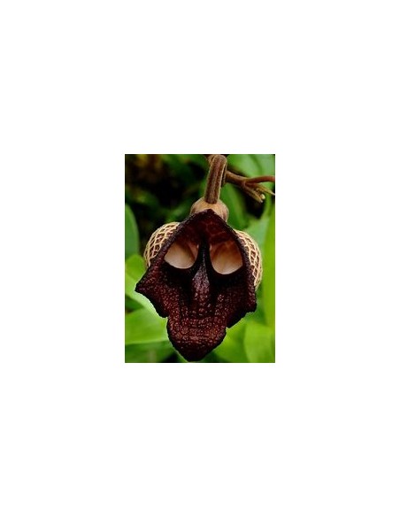 Aristolochia salvadorensis (darth vader flor) - 1 Sapling for Sale in Mexico - Online Nursery