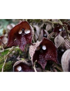 Aristolochia salvadorensis... 2