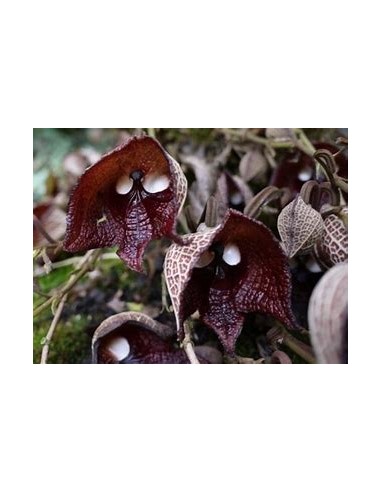 Aristolochia salvadorensis (darth vader flor) -...