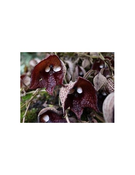 Aristolochia salvadorensis (darth vader flor) - 1 Sapling for Sale in Mexico - Online Nursery