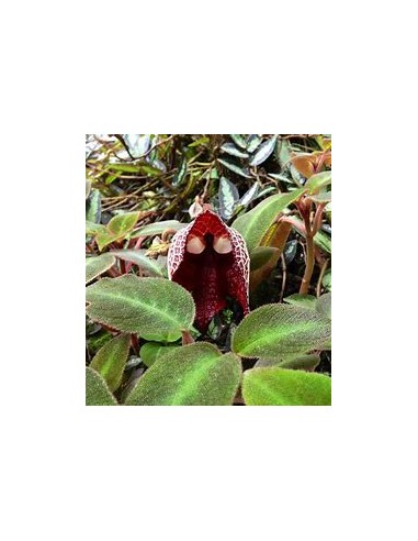 Aristolochia salvadorensis (darth vader flor) -...