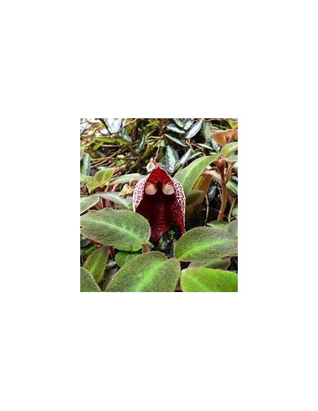 Aristolochia salvadorensis (darth vader flor) - 1 Sapling for Sale in Mexico - Online Nursery