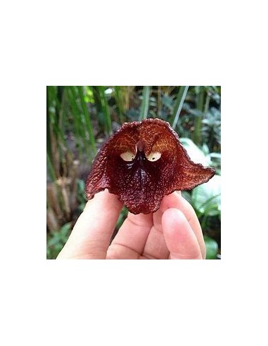 Aristolochia salvadorensis (darth vader flor) -...