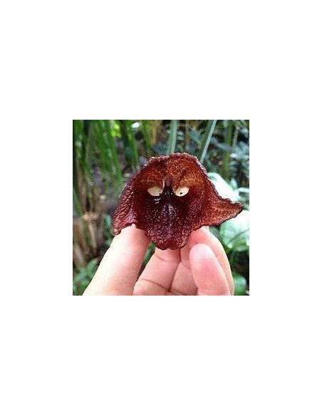 Aristolochia salvadorensis (darth vader flor) - 1 Arbolito en Venta en Mexico - Vivero por internet