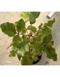 1 Pistachio tree - Pistacia vera L. ''Antep'' pistachios for sale SEEDLINGS ORDER 2