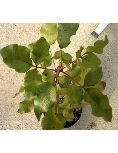 1 Pistachio tree - Pistacia vera L. ''Antep'' pistachios for sale SEEDLINGS ORDER