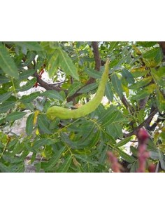PISTACIA TEREBINTHUS (Graft...