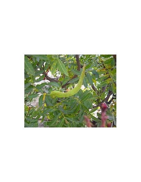 PISTACIA TEREBINTHUS (Graft Holder)- 1 Tree for Sale in Mexico - Online Nursery