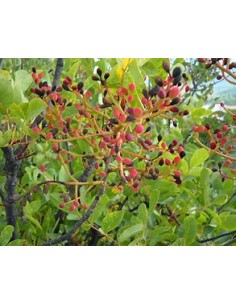 PISTACIA TEREBINTHUS (Graft... 2