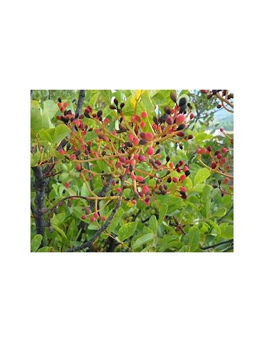 PISTACIA TEREBINTHUS (Graft Holder)- 1 Tree for...