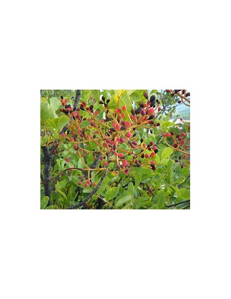 PISTACIA TEREBINTHUS (Graft Holder)- 1 Tree for Sale in Mexico - Online Nursery