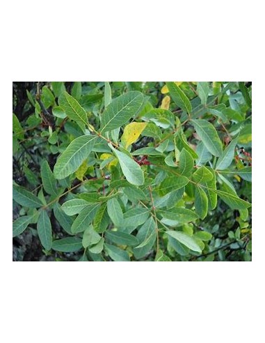 PISTACIA TEREBINTHUS (Graft Holder)- 1 Tree for...