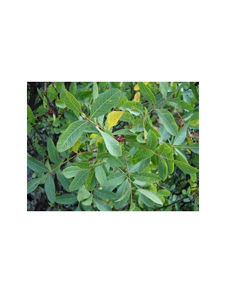 PISTACIA TEREBINTHUS (Graft Holder)- 1 Tree for Sale in Mexico - Online Nursery