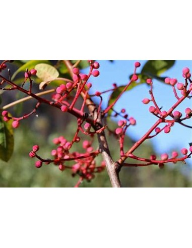 PISTACIA TEREBINTHUS (Graft Holder)- 1 Tree for...