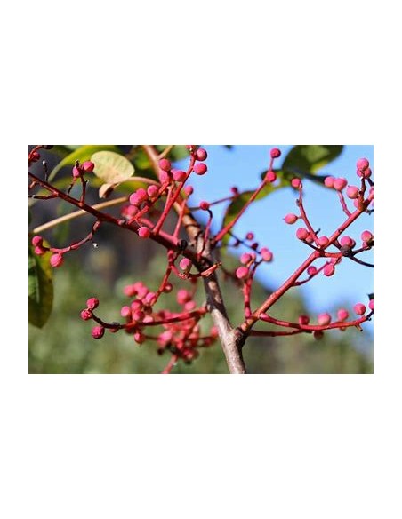 PISTACIA TEREBINTHUS (Graft Holder)- 1 Tree for Sale in Mexico - Online Nursery