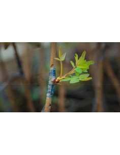 PISTACHO SANTA LUCIA...