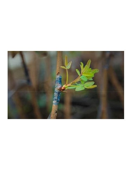 PISTACHO SANTA LUCIA (INJERTO)- 1 Arbolito en Venta en Mexico - Vivero por internet