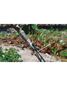 PISTACHO SANTA LUCIA... 2