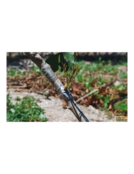 PISTACHO SANTA LUCIA (INJERTO)- 1 Arbolito en Venta en Mexico - Vivero por internet
