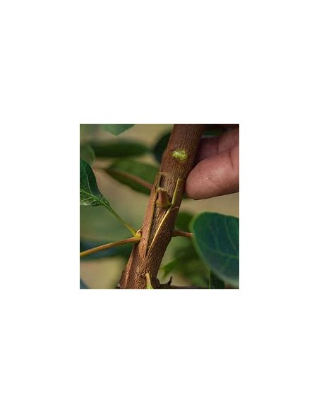 PISTACHO SANTA LUCIA (INJERTO)- 1 Arbolito en Venta en Mexico - Vivero por internet